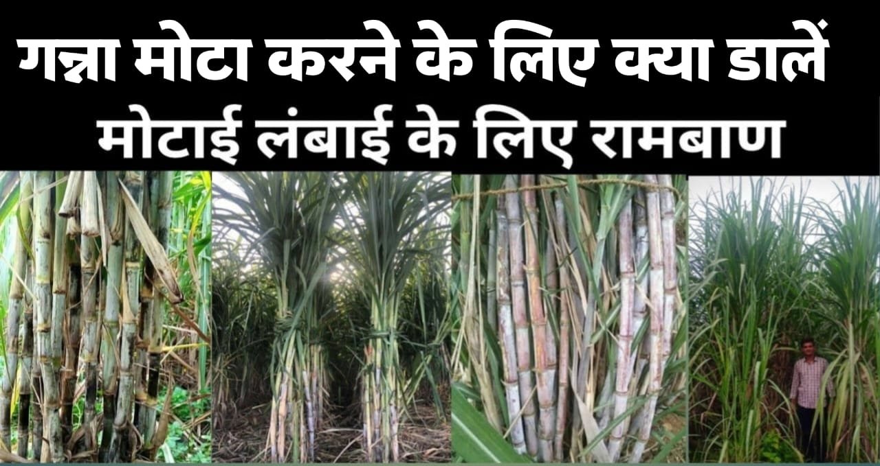 caneup.in | गन्ने की लंबाई और मोटाई कैसे बढ़ाए? | cane up.in 2023 24