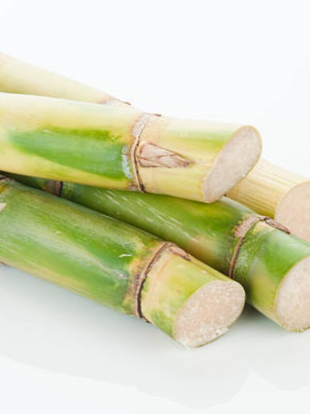 Sugarcane News:गन्ना सूखने से बचाने का साधारण उपाय गन्ने में रेड राॅट रोग के लिए करें इन दवाइयां का प्रयोग