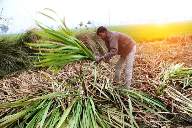 Farmer working in the field during sugarcane harvesting.